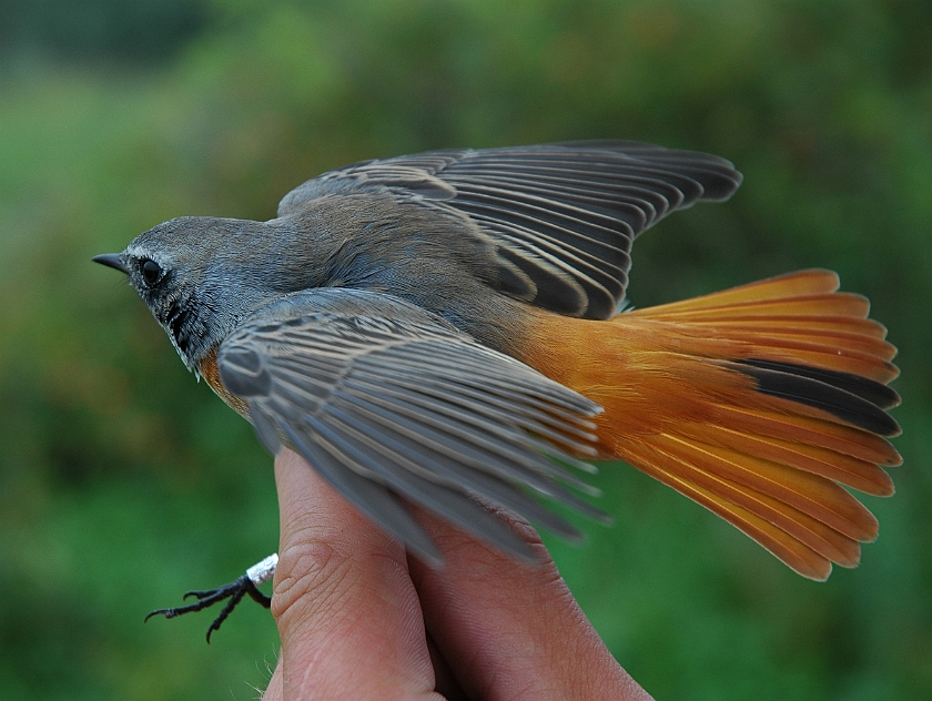 Common Redstart, Sundre 20070822